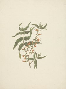Woodfordia uniflora (A. Rich.) Koehne: Finished Drawing of Flowering Shoot