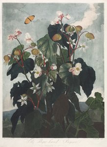The Temple of Flora, or Garden of Nature: The Oblique-leaved Begonia by James Caldwall
