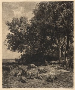 Landscape and Sheep