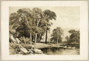 Black Poplar, from The Park and the Forest