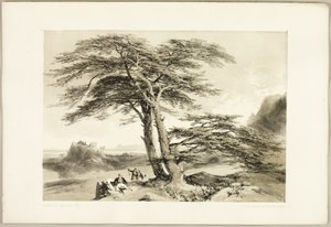 Cedars of Lebanon, from The Park and the Forest