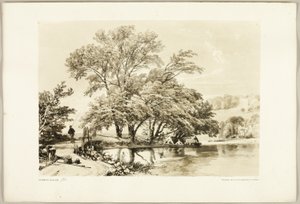 Common Willow, from The Park and the Forest by James Duffield Harding
