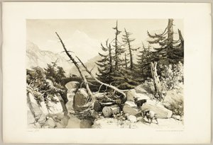 Larch, from The Park and the Forest by James Duffield Harding