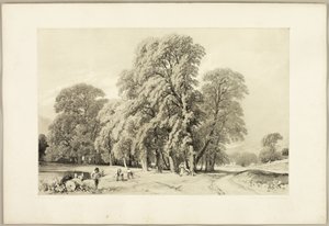 Plane Trees, from The Park and the Forest by James Duffield Harding
