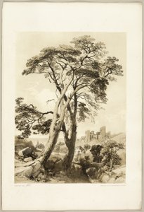 Scotch Fir, from The Park and the Forest by James Duffield Harding