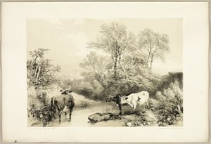 Thorn, Willow, Beech and Birch, from The Park and the Forest