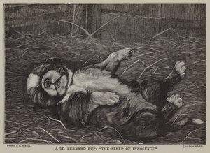 A St Bernard Pup: The Sleep of Innocence
