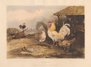 Rural Chivalry; A Series in Six Plates of Fighting Cocks: 1. Attention