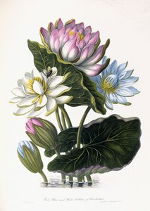Red, Blue, and White Lotus of Hindostan