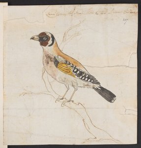 Bird nestling by James Gillray
