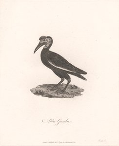 Abba Gumba by James Heath