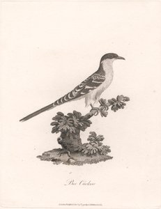 Bee Cuckoo
