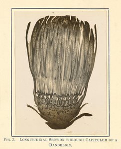 View of Dandelion Plant - Longitudinal Section by James Hornell
