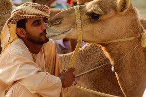 An Omani kisses his soft-eyed camel at the National Day Camel Race. Al Falaj District Racetrack, Oman
