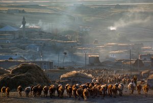 A large herd of cattle moves to pasture through a dusty rural town. Enrentepe, Turkey
