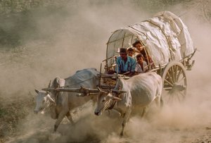 Bullock cart races mark the full-moon day of Kason, Patheingyi, east of Mandalay, Burma