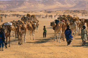 Salt camel caravan outside Fachi. Near Fachi, Niger