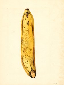 Banana (Musa) by James Marion Shull