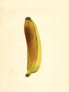 Banana (Musa) by James Marion Shull