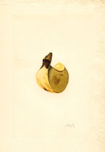 Banana (Musa) by James Marion Shull