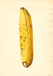Banana (Musa) by James Marion Shull