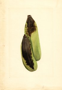 Bananas (Musa)