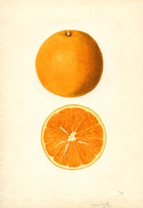 Boone Early Oranges (Citrus sinensis) by James Marion Shull