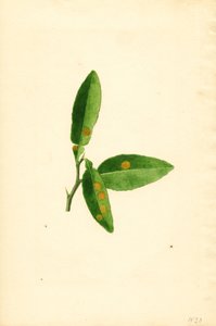 Diseased orange tree leaf (Citrus aurantium) by James Marion Shull