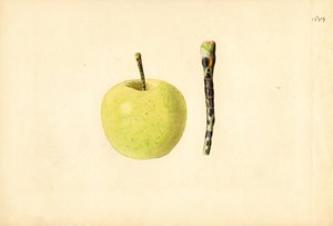 Golden Delicious Apple (Malus domestica) by James Marion Shull