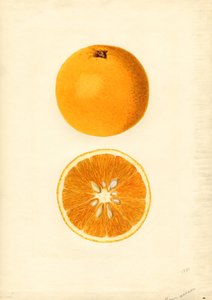 Homosassa Oranges (Citrus sinensis) by James Marion Shull