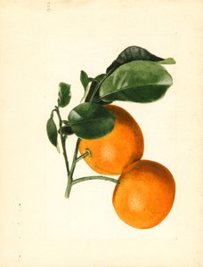 Oranges (Citrus aurantium: Sour x 2/3)