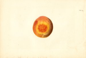 Peach (Prunus persica: Elberta) by James Marion Shull
