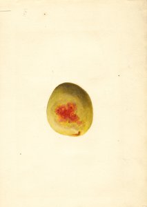 Peach (Prunus persica: Elberta) by James Marion Shull