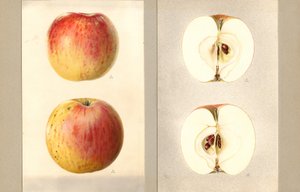 Wilson June Apples (Malus domestica) by James Marion Shull