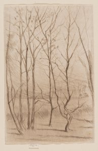 The Dam Wood