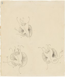 Three Butterflies