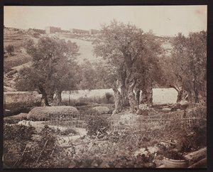 Gethsemane [Jerusalem. Mount of Olives] by James Robertson