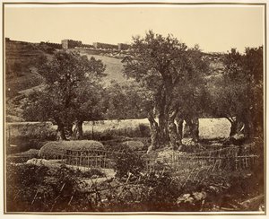 The Garden of Gethsemane by James Robertson