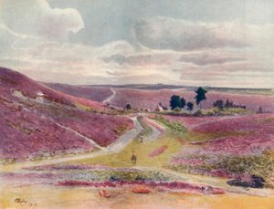 Moorland at Frensham