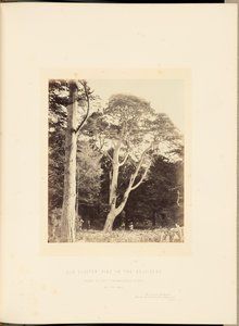 Old Cluster Pine in the Belvidere by James Sinclair, 14th Earl of Caithness