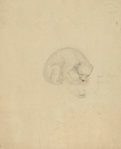 A Bear by James Sowerby