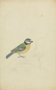 A Blue Tit by James Sowerby