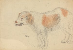 A Dog by James Sowerby