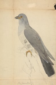 A Dove by James Sowerby