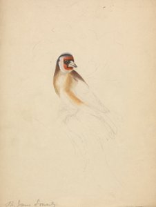 A European Goldfinch by James Sowerby