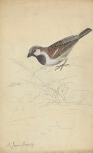 A House Sparrow by James Sowerby