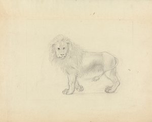 A Lion by James Sowerby