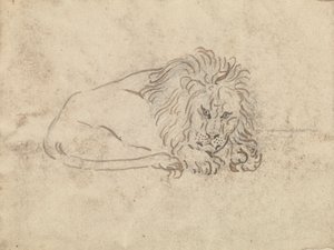 A Lion by James Sowerby