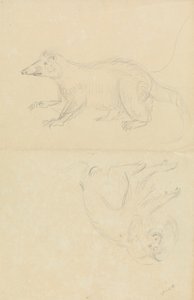 A Mammal (coatimundi?) and a Primate (Marmoset?). A Coatimundi and a Lion-Headed Marmoset by James Sowerby
