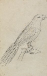 A Parrot by James Sowerby